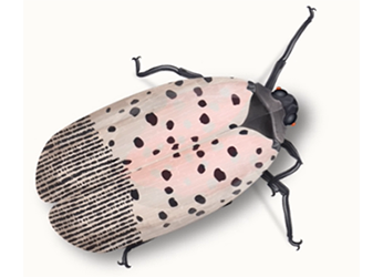 Illustration of a spotted lanternfly