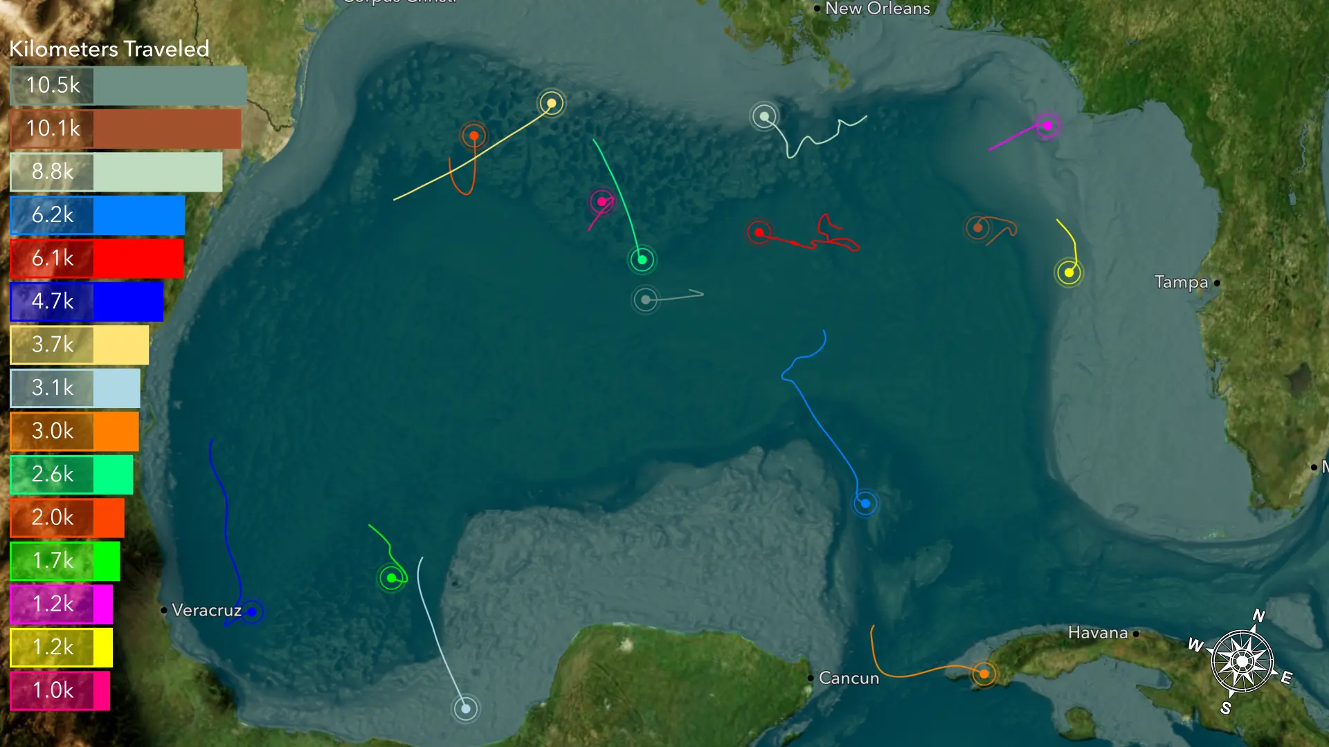 Map of Gulf of Mexico showing tracks of 15 whale sharks.