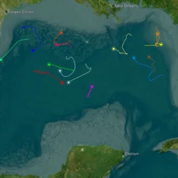 Article whale sharks featured